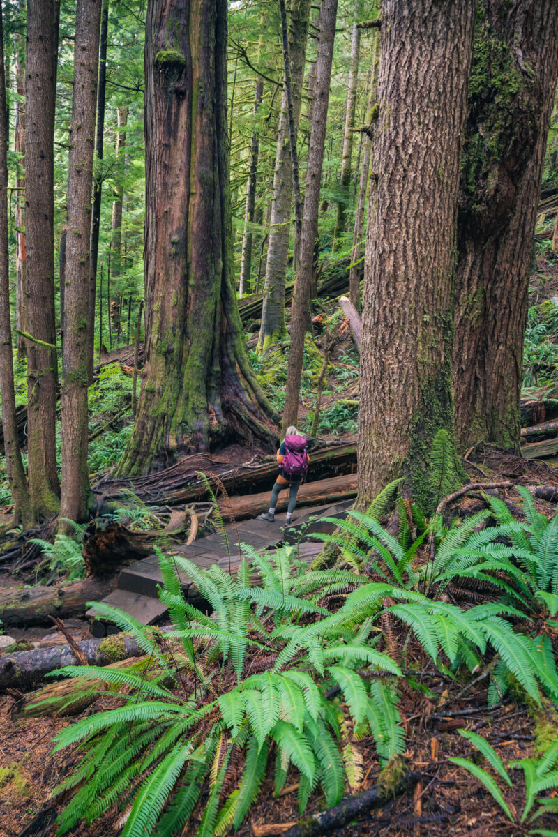 Magnificent Trees In Avatar Grove That You Must See To Believe