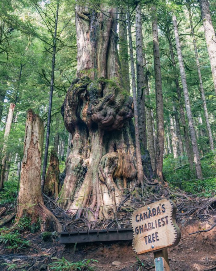 Magnificent Trees In Avatar Grove That You Must See To Believe