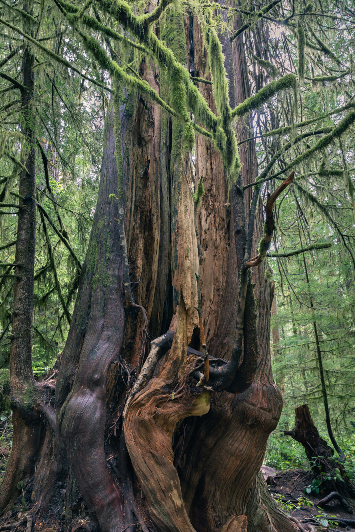Magnificent Trees In Avatar Grove That You Must See To Believe