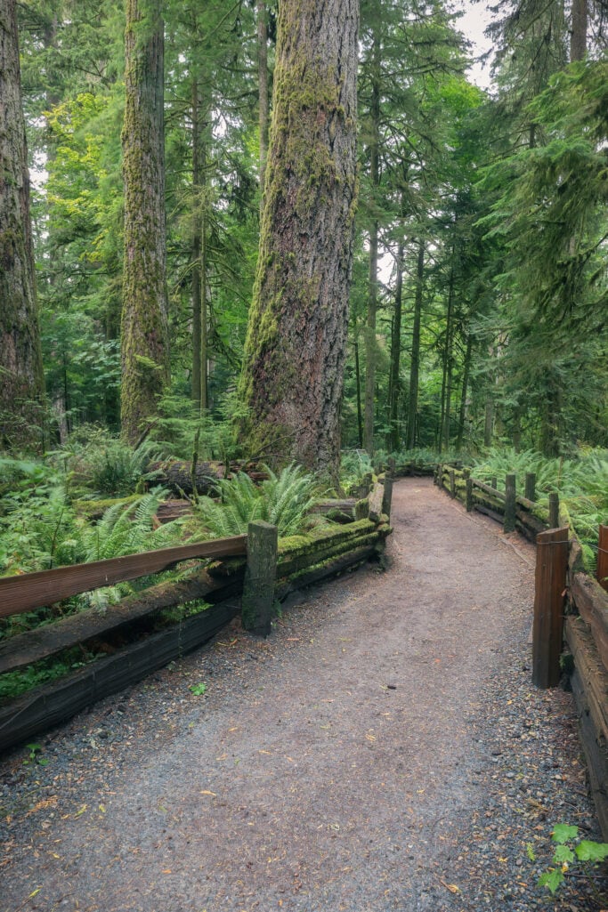 Cathedral Grove An Astonishing Walk Amongst Giants BestEver.Guide Cathedral Grove An Astonishing Walk Amongst Giants BestEver.Guide