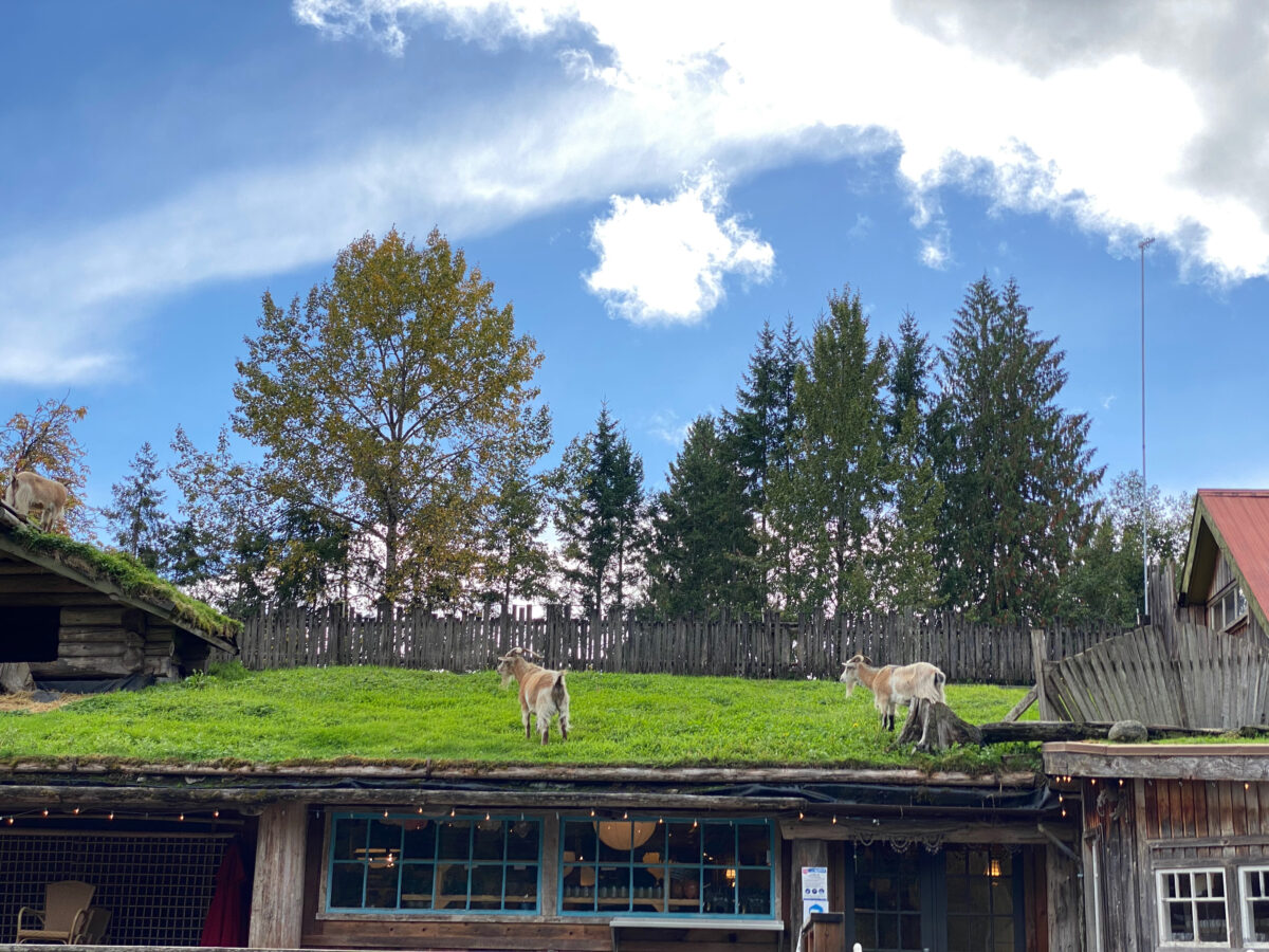 Famous Goats On The Roof At Coombs Market BestEver.Guide