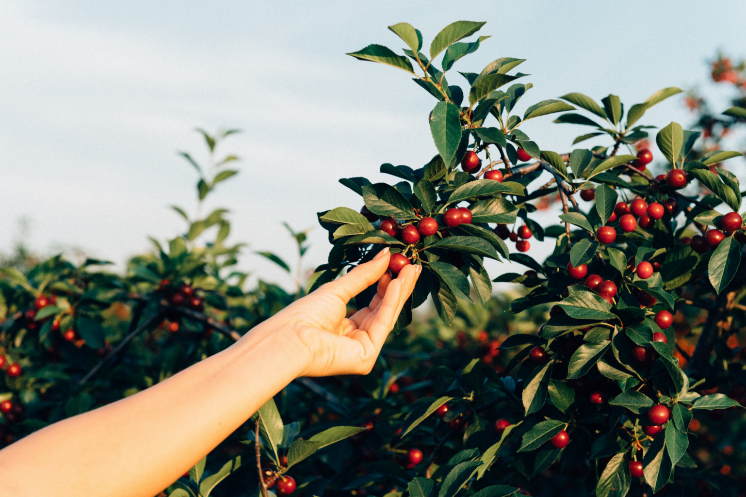 Fruit Picking Kelowna BestEver.Guide