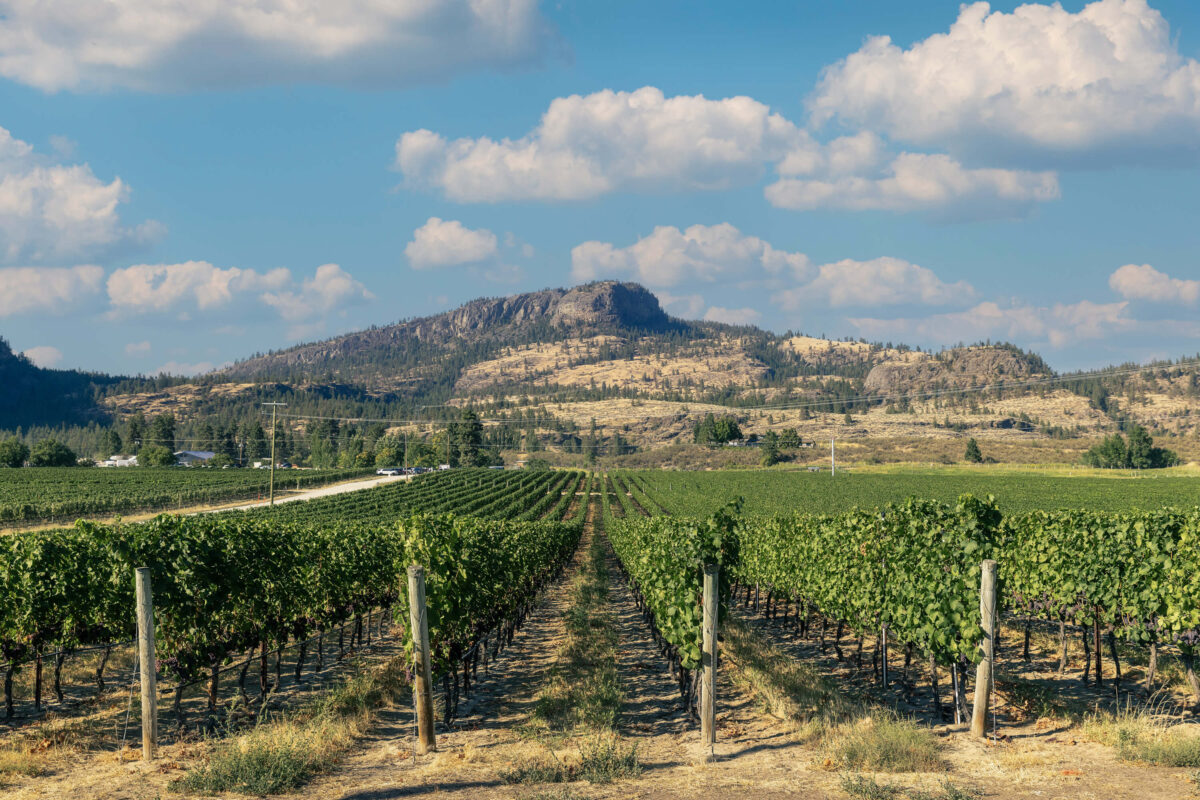 26 Best Osoyoos & Oliver Wineries BestEver.Guide