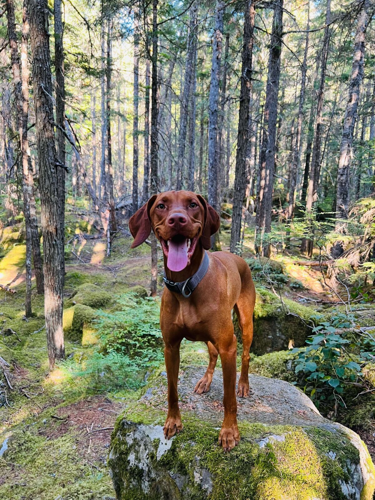 Brandywine Falls Provincial Park Beautiful Whistler Waterfalls