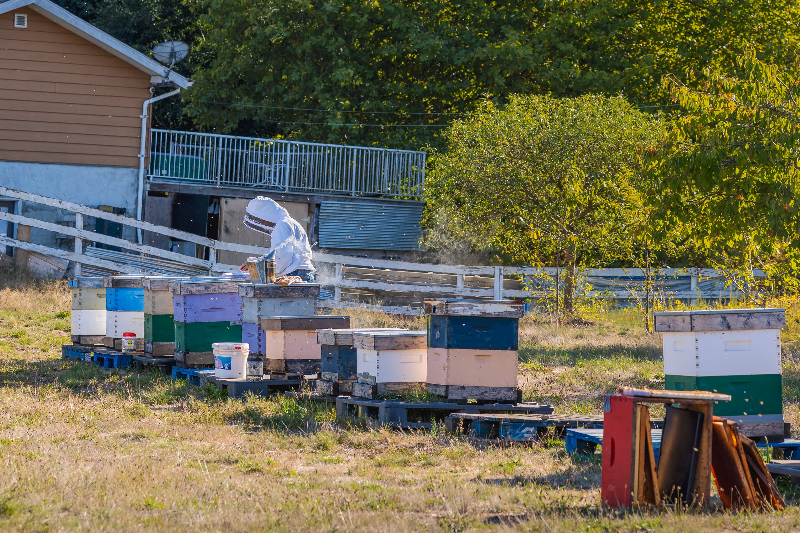 Campbells Beekeeping